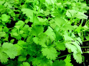 Cilantro or Coriander Seeds