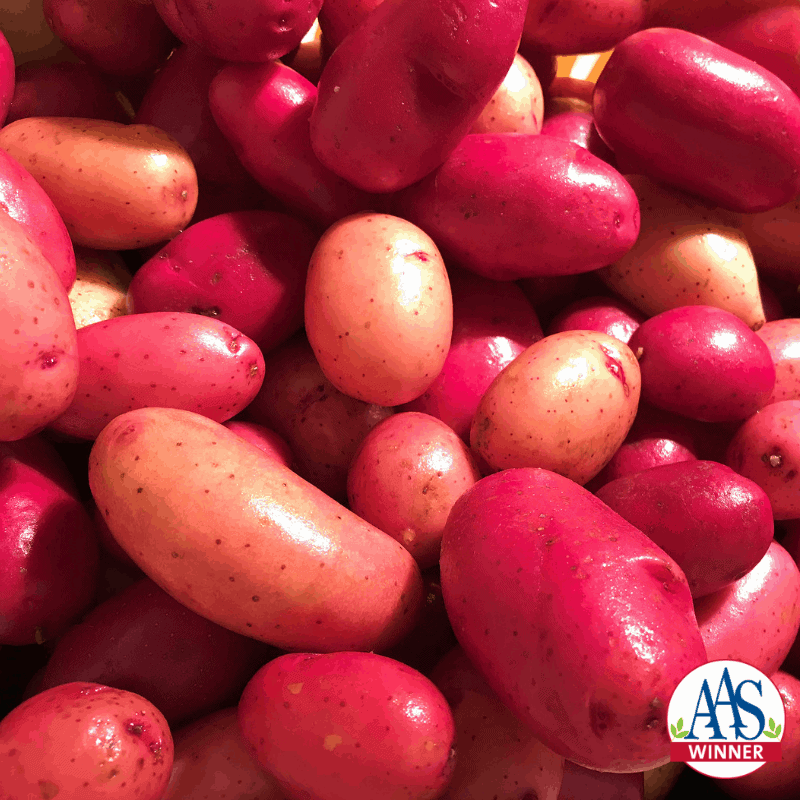 Clancy Hybrid Potato Seeds