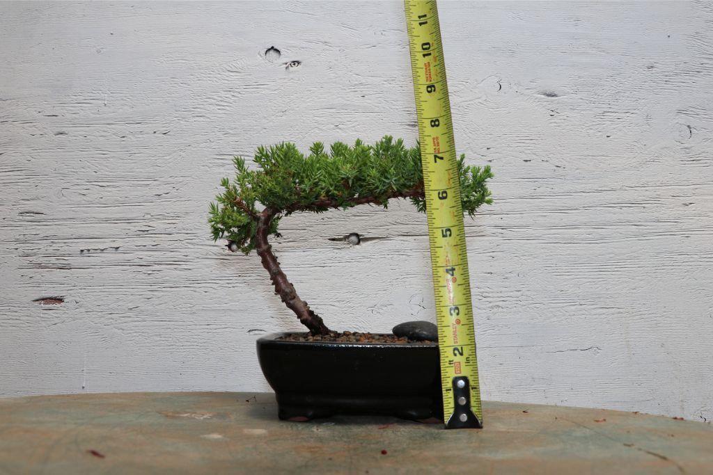 Classic Juniper Bonsai Tree