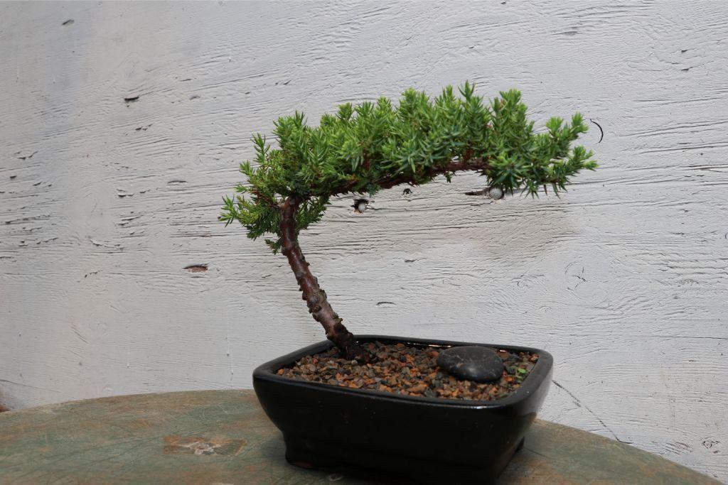 Classic Juniper Bonsai Tree