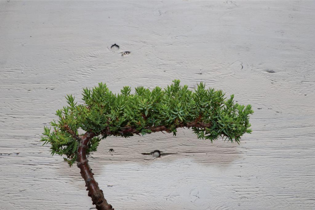 Classic Juniper Bonsai Tree