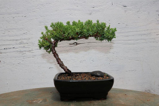 Classic Juniper Bonsai Tree