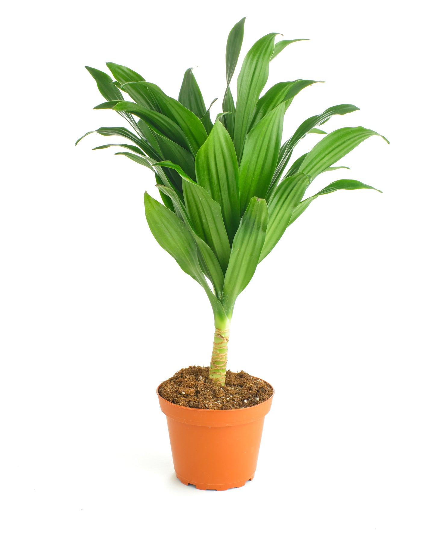 Dracaena Compacta