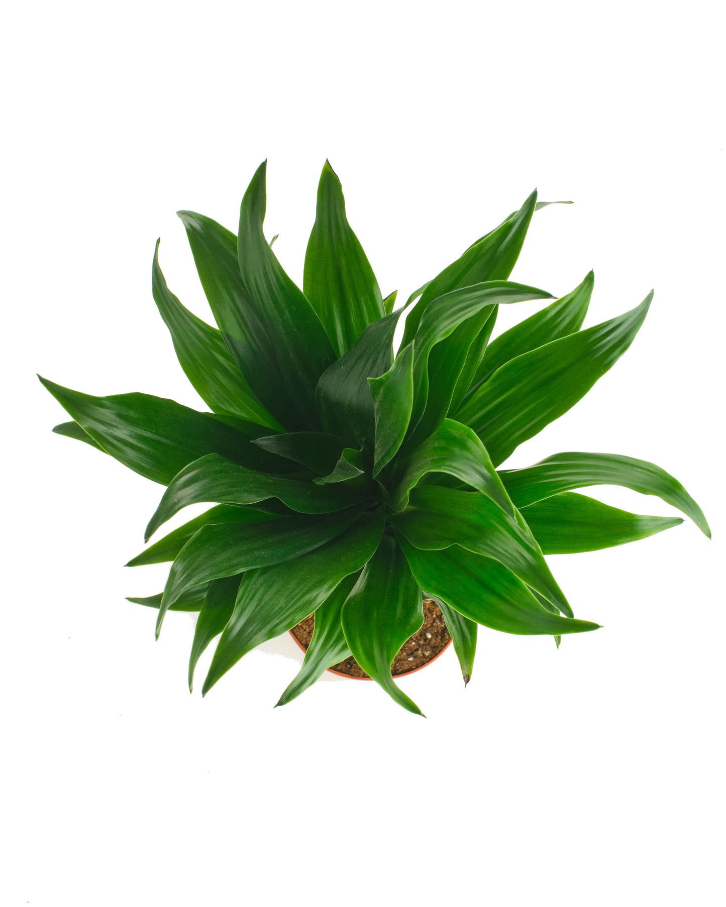 Dracaena Compacta