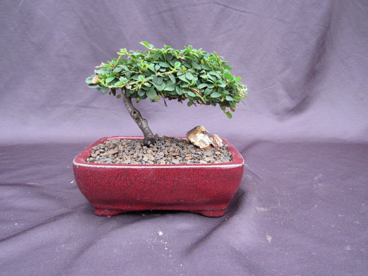 Cotoneaster Bonsai Tree - Classic Style