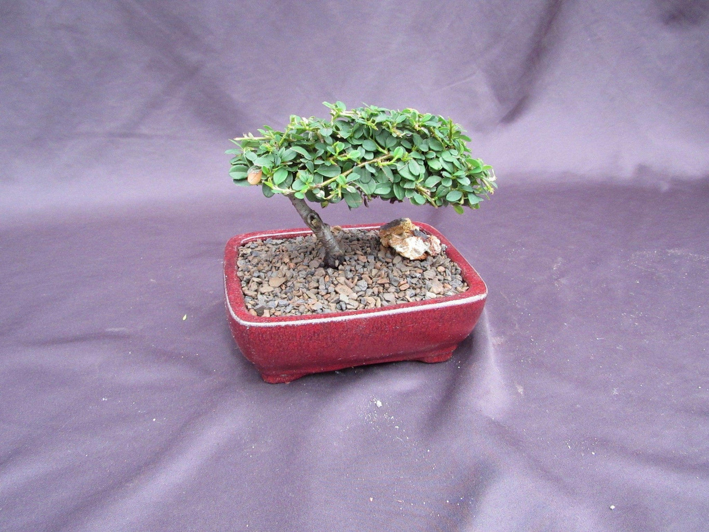 Cotoneaster Bonsai Tree - Classic Style