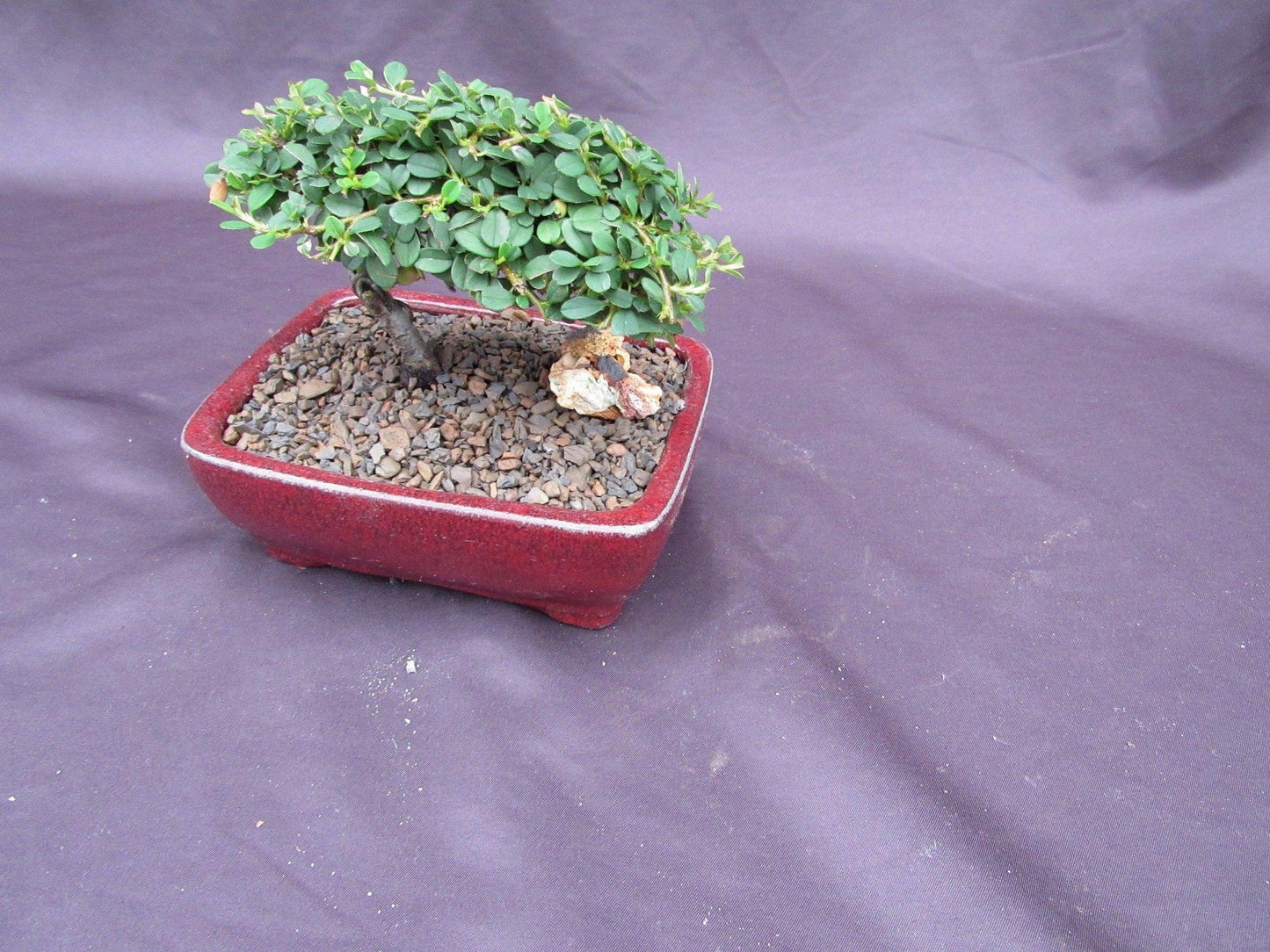 Cotoneaster Bonsai Tree - Classic Style