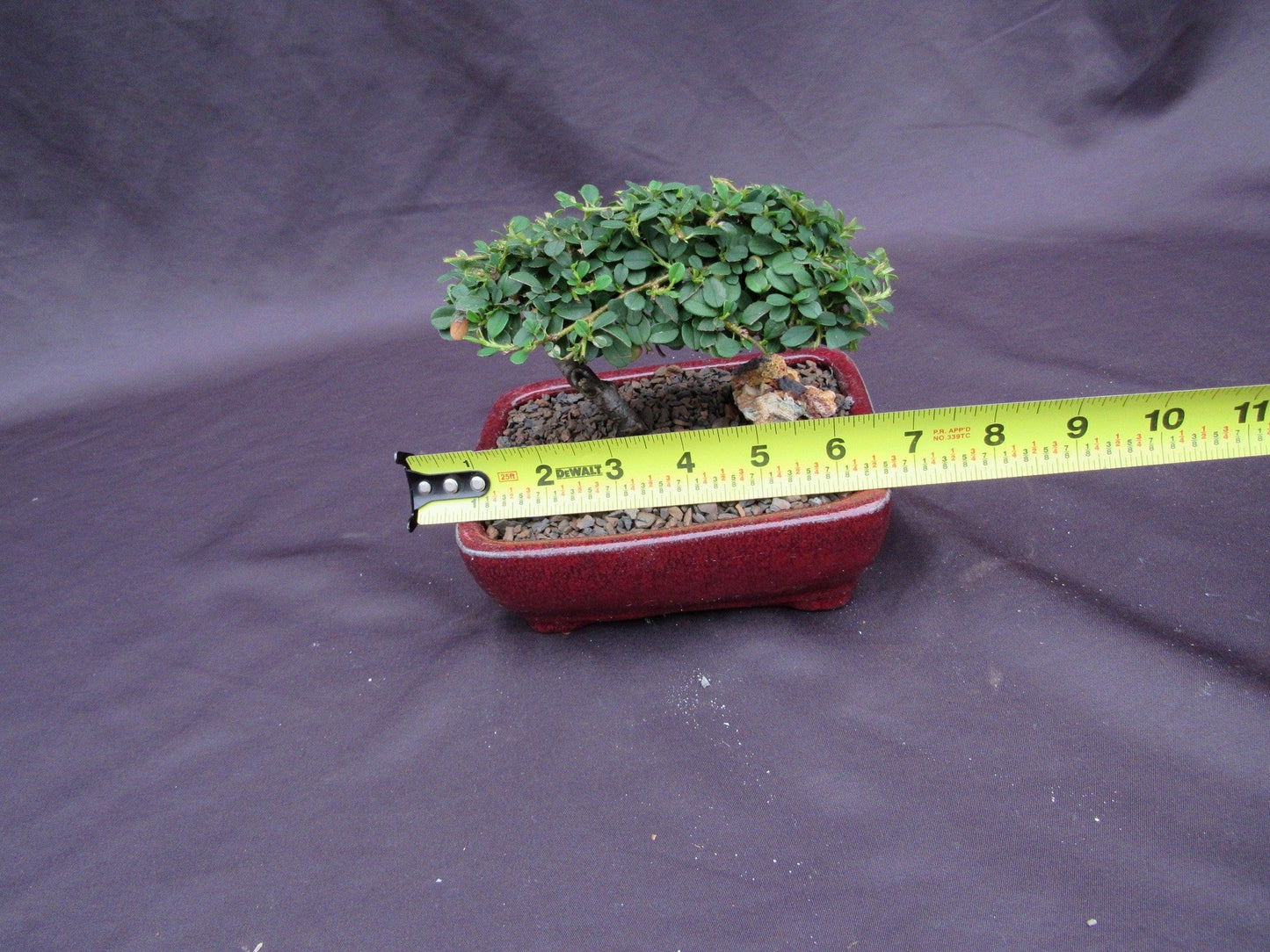 Cotoneaster Bonsai Tree - Classic Style