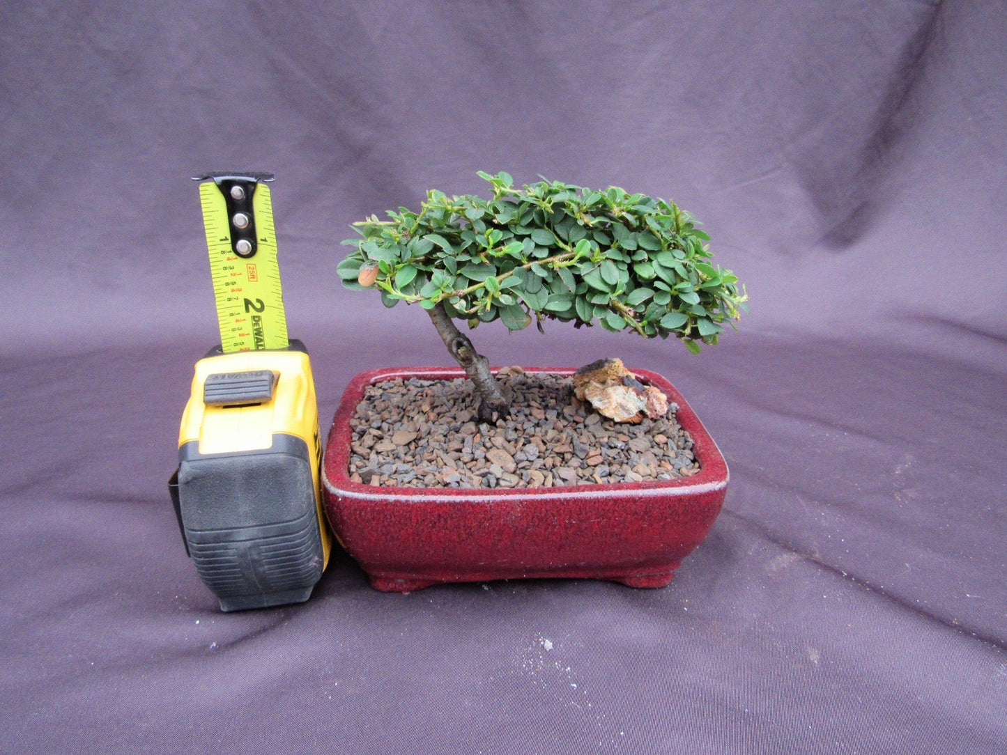 Cotoneaster Bonsai Tree - Classic Style