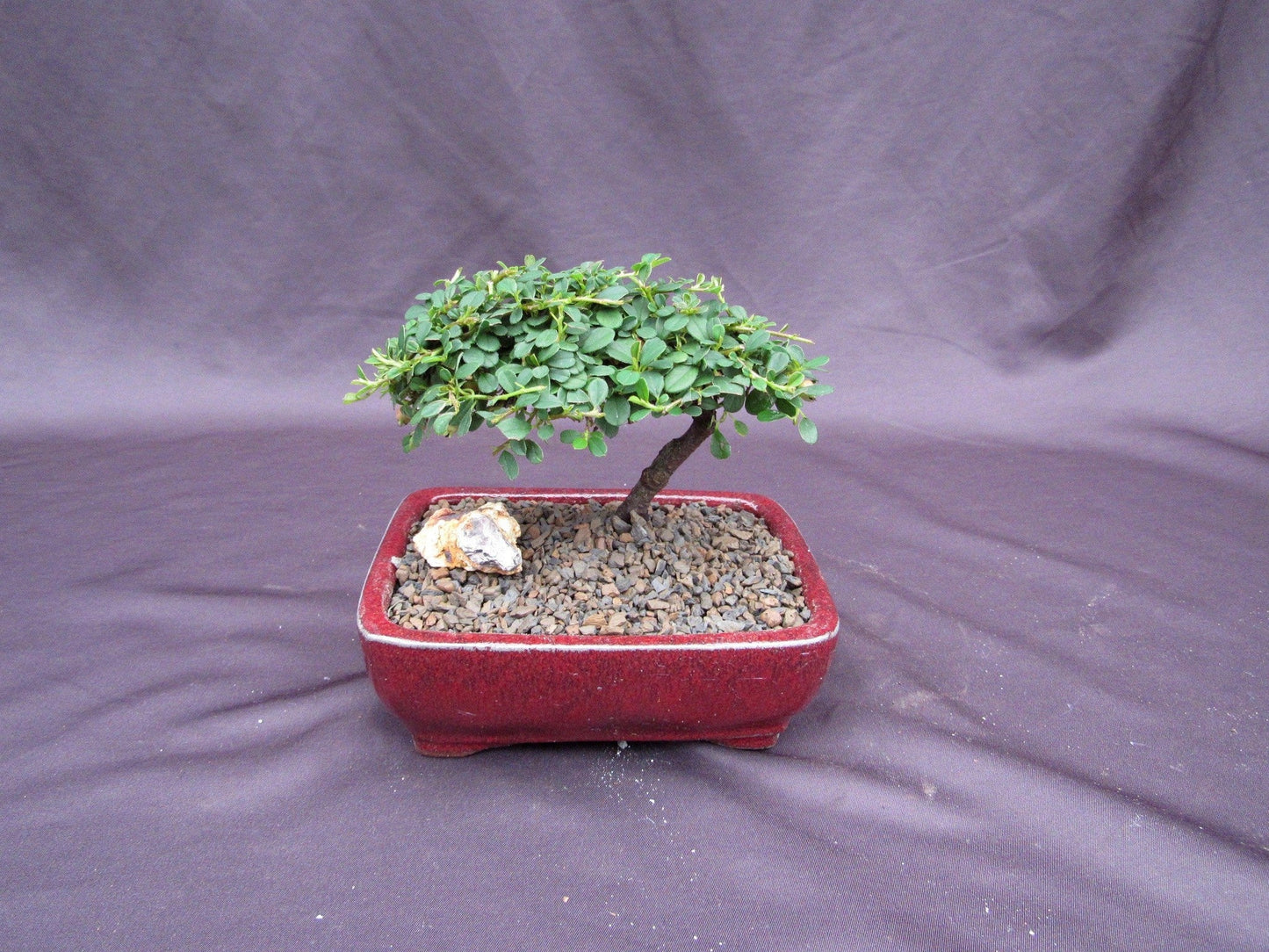 Cotoneaster Bonsai Tree - Classic Style