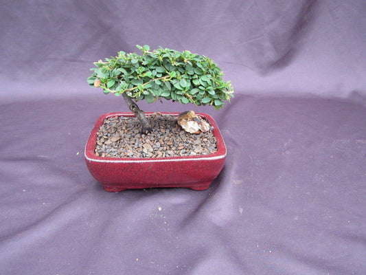 Cotoneaster Bonsai Tree - Classic Style