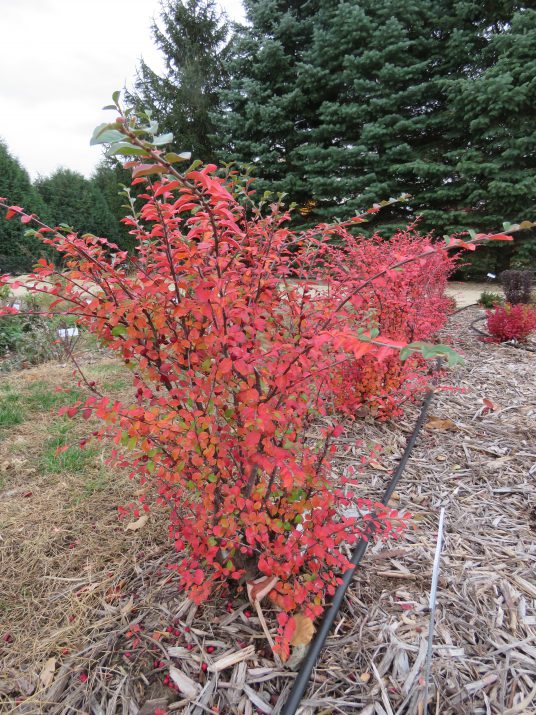 Autumn Inferno® Cotoneaster