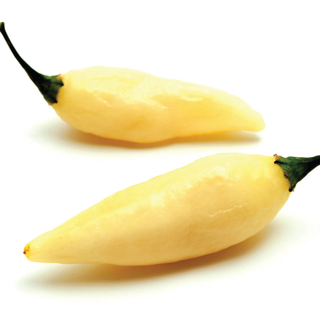 Coyote Zan White Chili Pepper Seeds