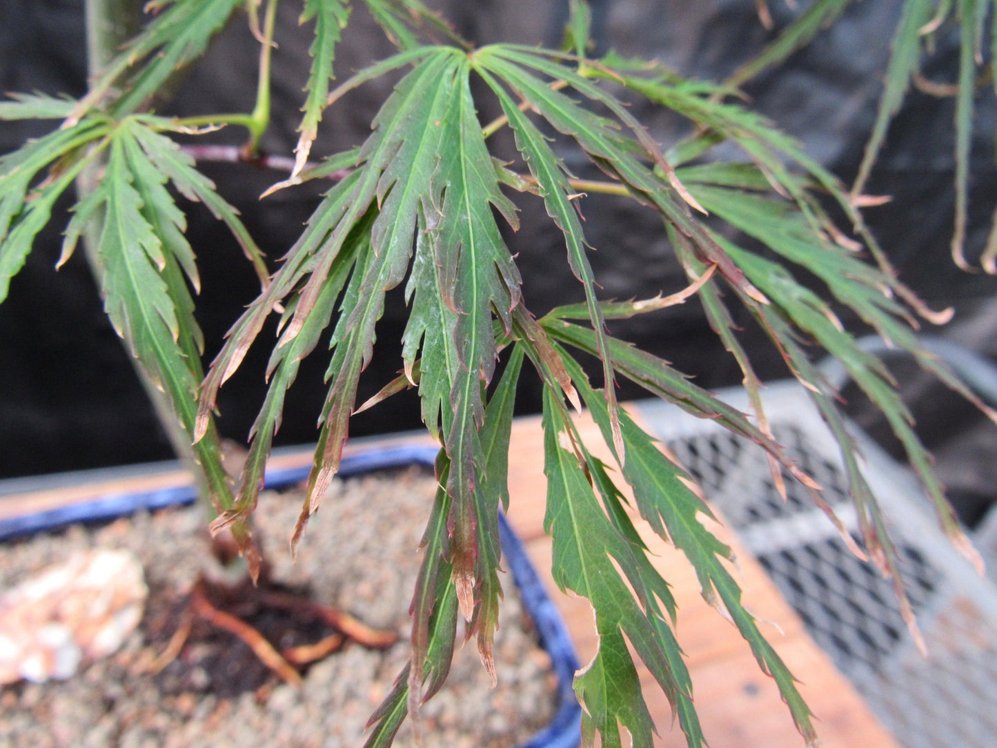 Crimson Queen Japanese Maple Bonsai Tree