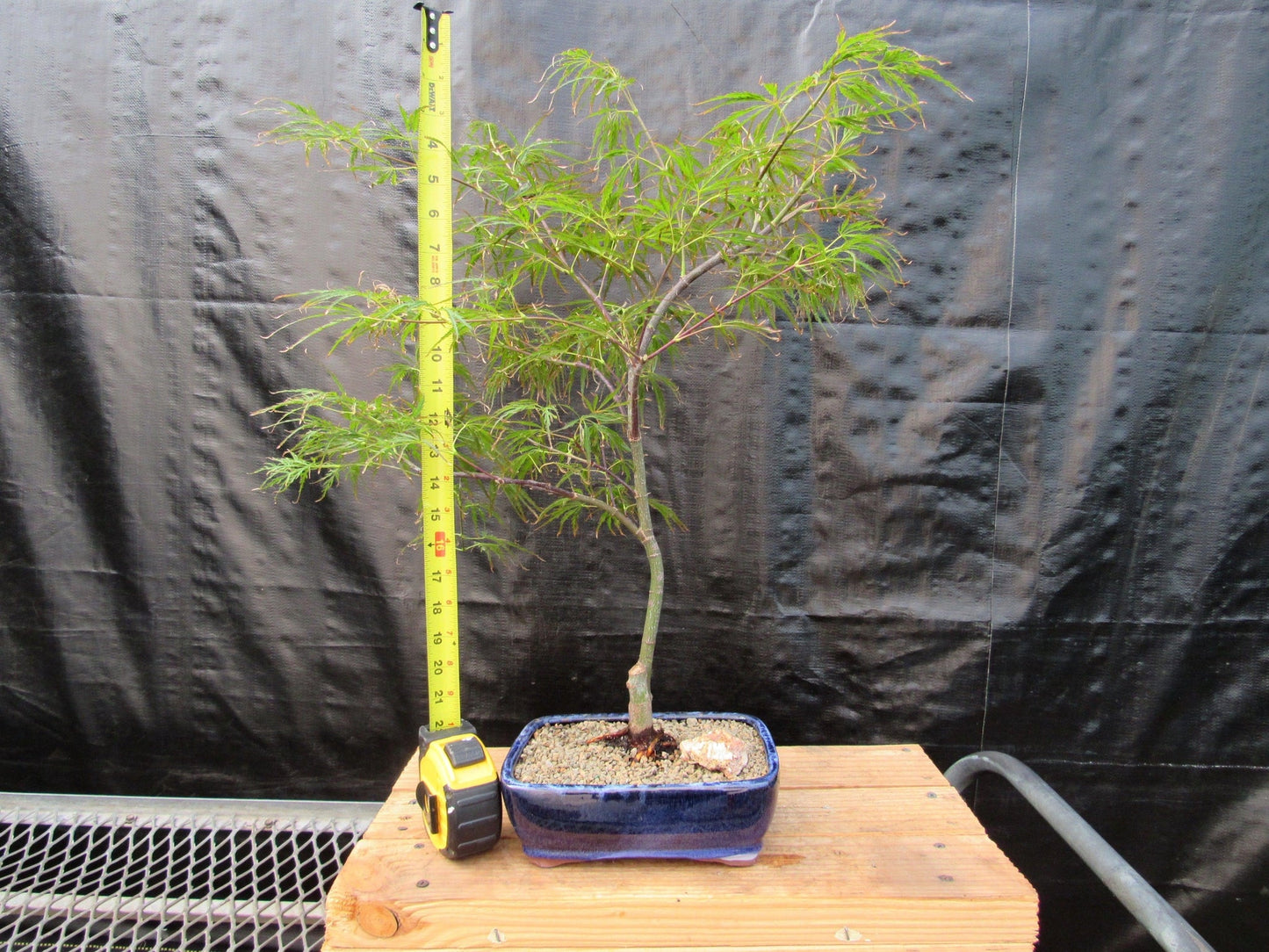 Crimson Queen Japanese Maple Bonsai Tree