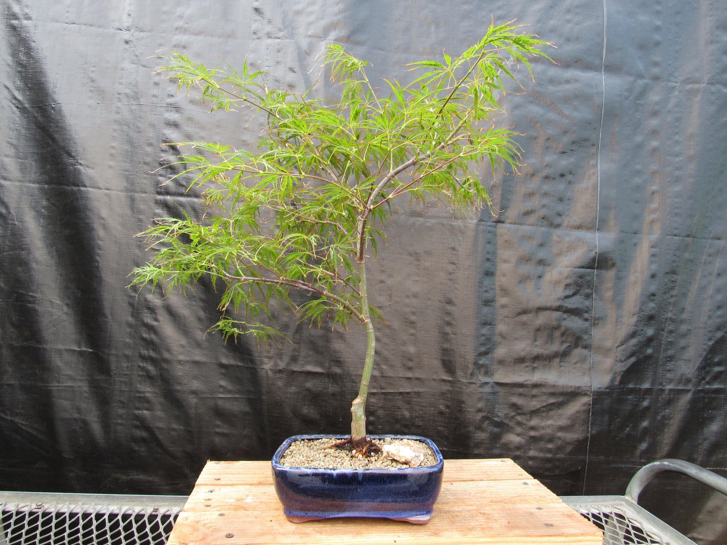 Crimson Queen Japanese Maple Bonsai Tree