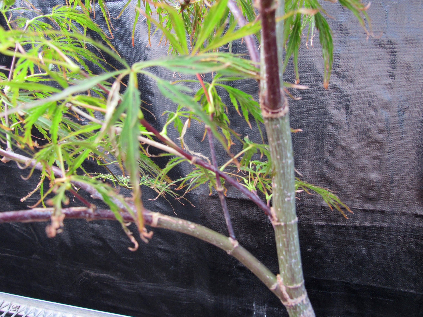 Crimson Queen Japanese Maple Bonsai Tree