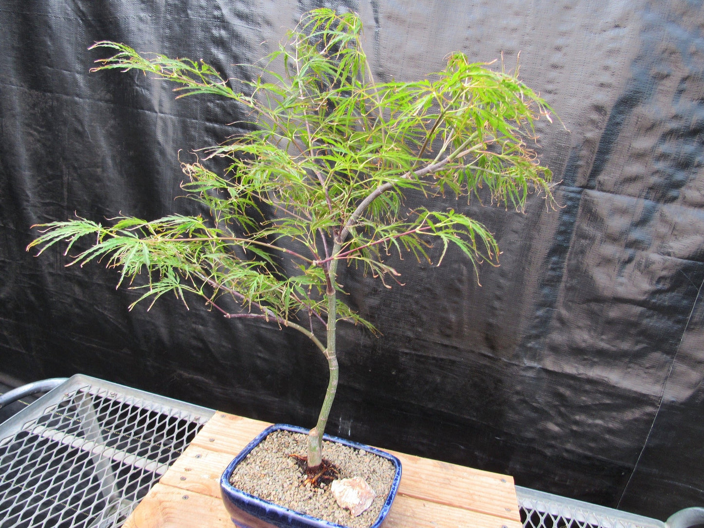 Crimson Queen Japanese Maple Bonsai Tree