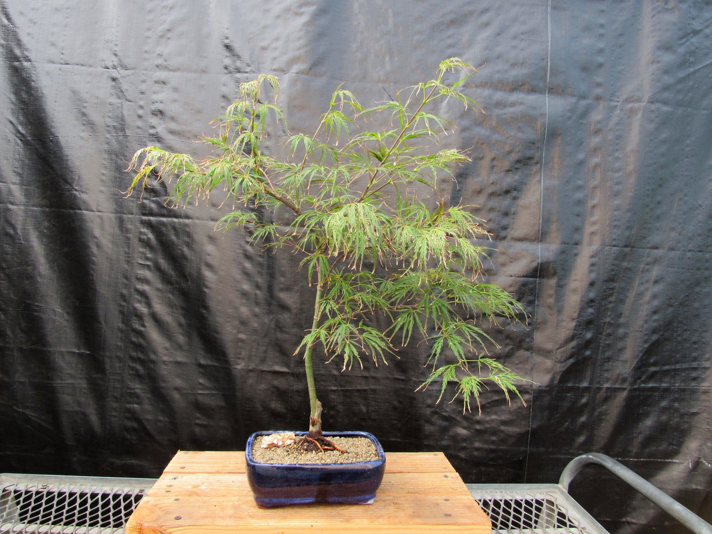 Crimson Queen Japanese Maple Bonsai Tree