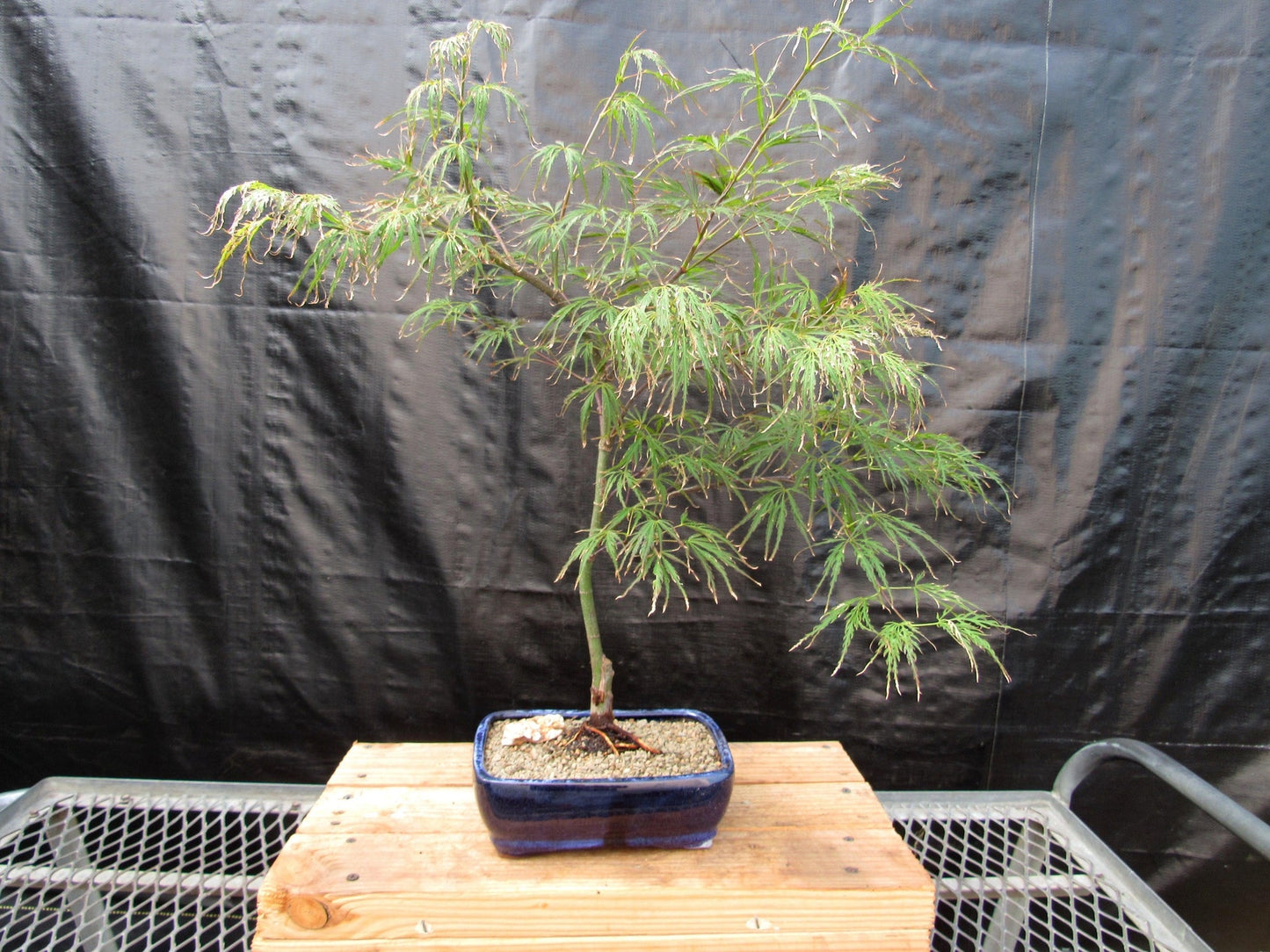 Crimson Queen Japanese Maple Bonsai Tree