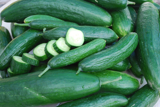 Muncher Burpless Cucumber Seeds