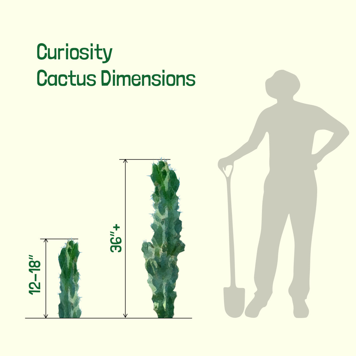 Curiosity Cactus