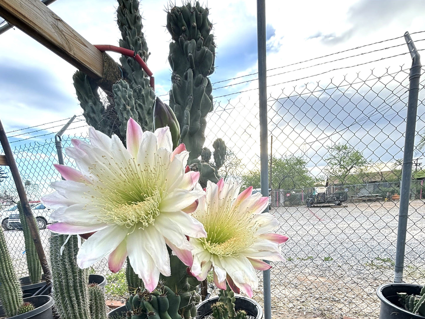 Curiosity Cactus