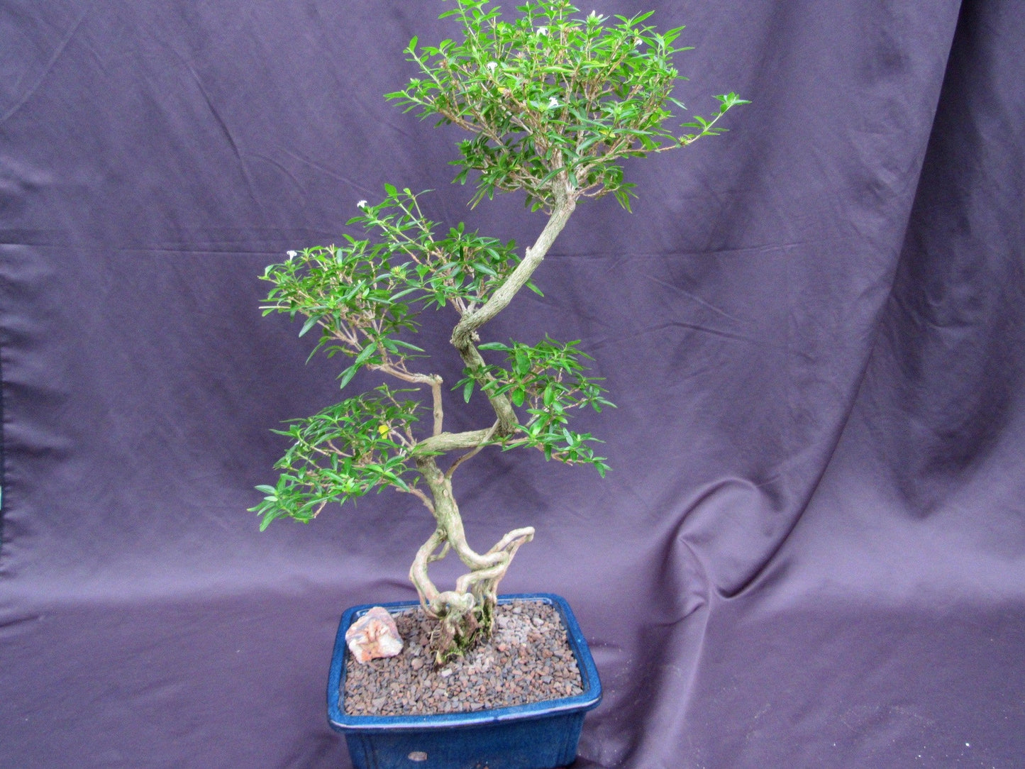 Curved Trunk Thousand Star Serissa Bonsai Tree