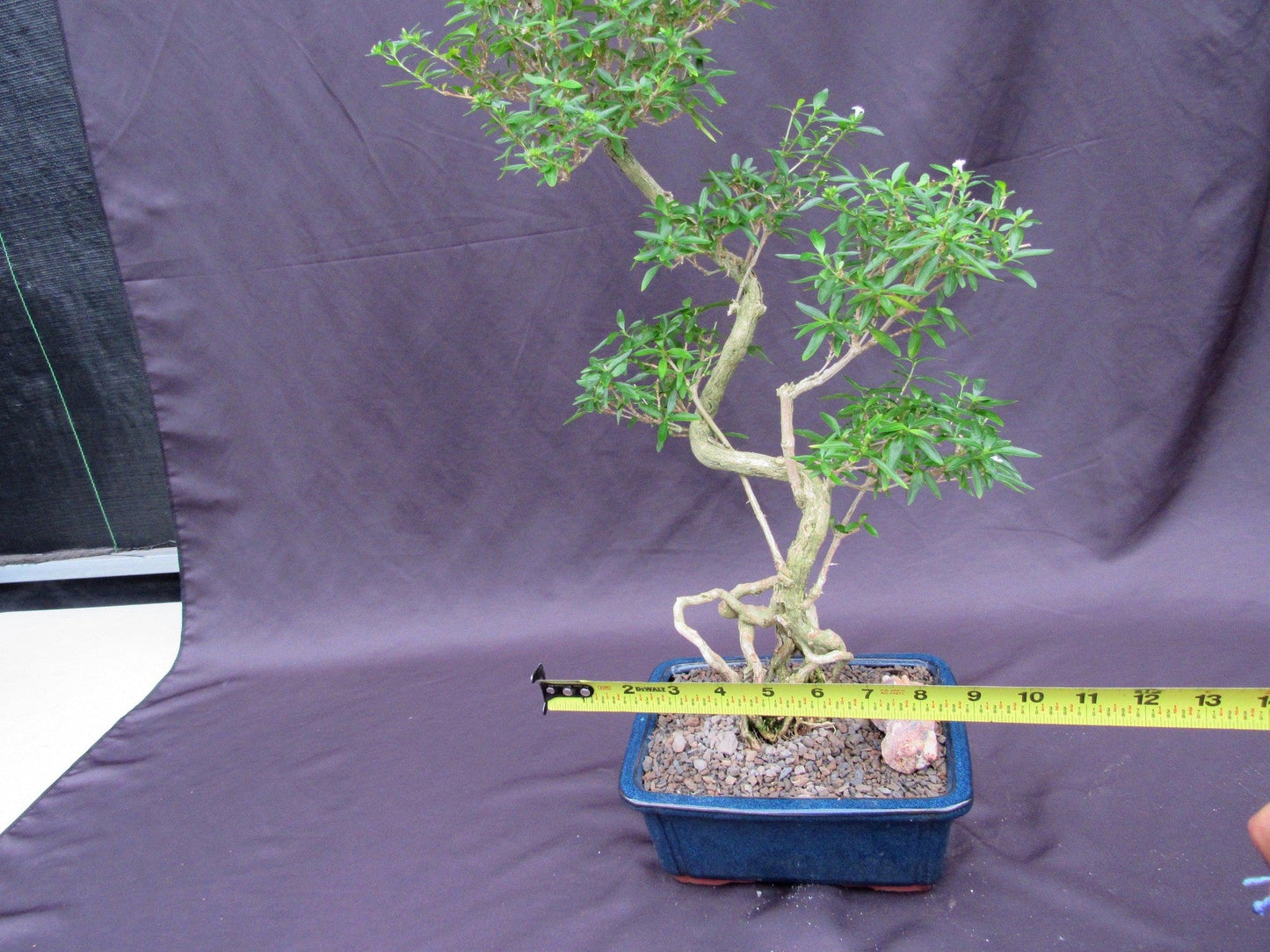 Curved Trunk Thousand Star Serissa Bonsai Tree