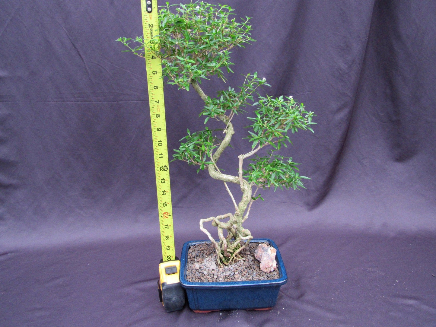 Curved Trunk Thousand Star Serissa Bonsai Tree