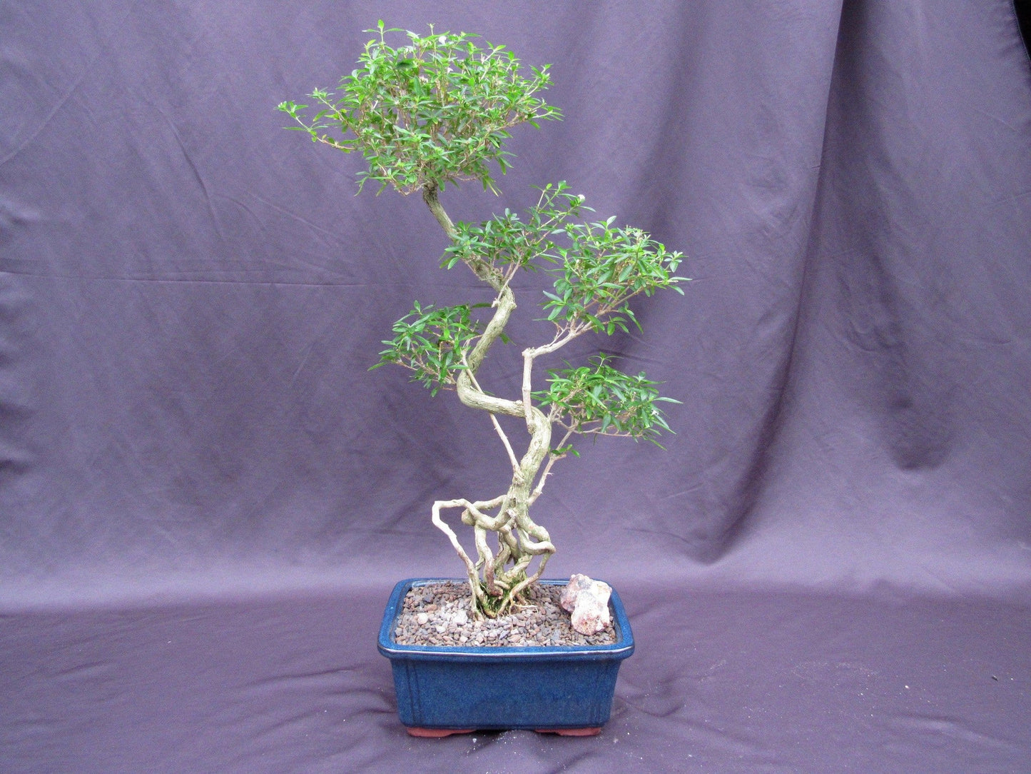 Curved Trunk Thousand Star Serissa Bonsai Tree