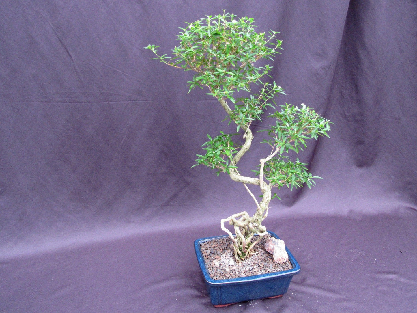 Curved Trunk Thousand Star Serissa Bonsai Tree