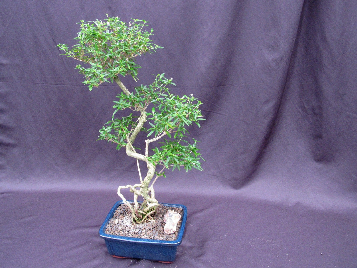 Curved Trunk Thousand Star Serissa Bonsai Tree