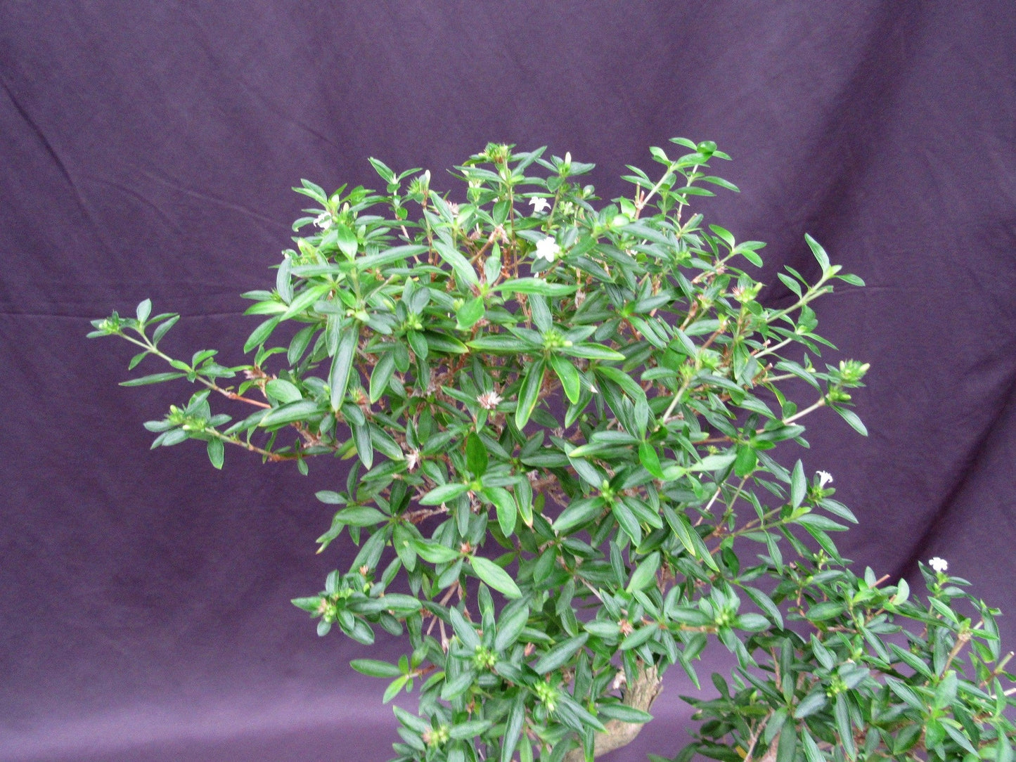 Curved Trunk Thousand Star Serissa Bonsai Tree