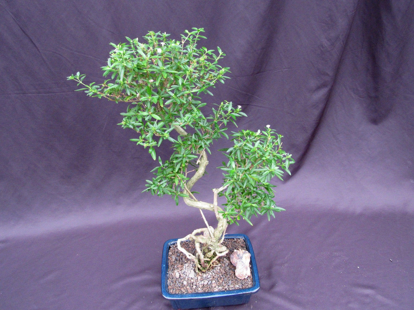 Curved Trunk Thousand Star Serissa Bonsai Tree