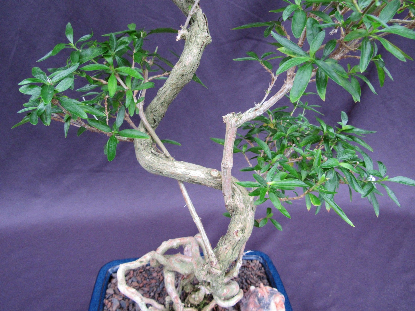 Curved Trunk Thousand Star Serissa Bonsai Tree