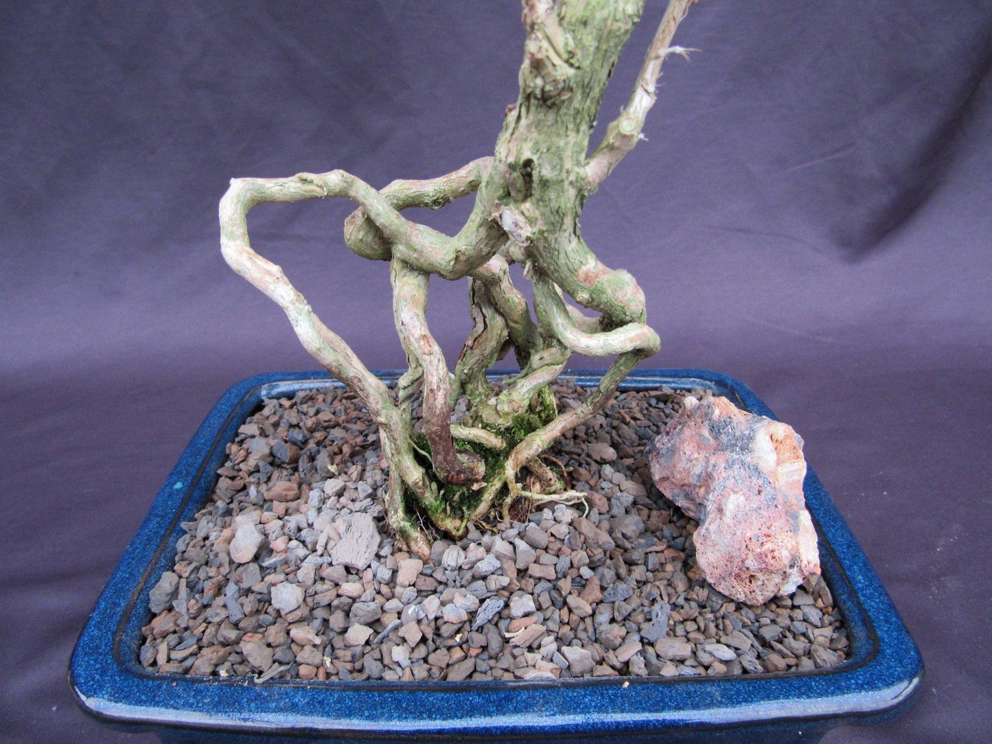 Curved Trunk Thousand Star Serissa Bonsai Tree