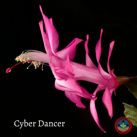 Thanksgiving Cactus - 'Christmas Cactus'