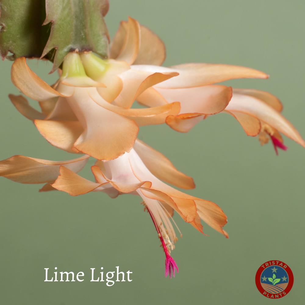 Thanksgiving Cactus - 'Christmas Cactus'