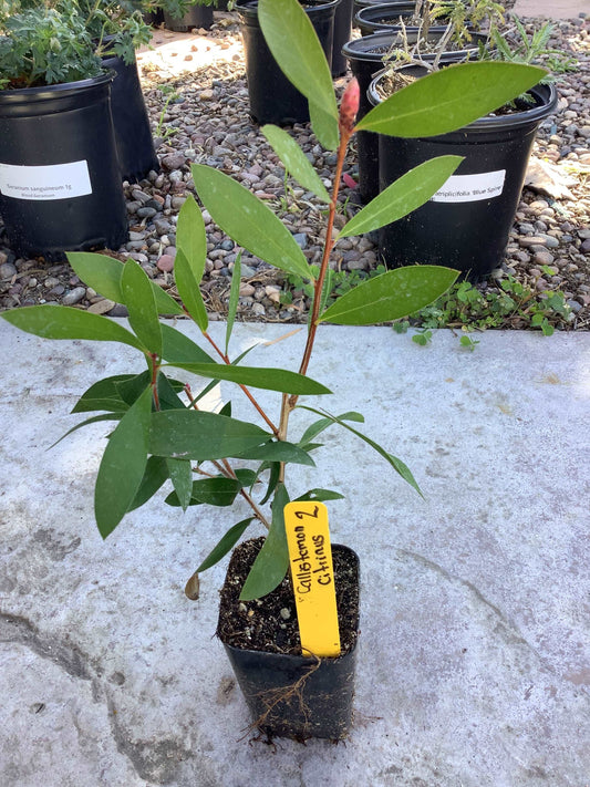 Lemon Bottlebrush Melaleuca citrina Plant Healthy Harvesters