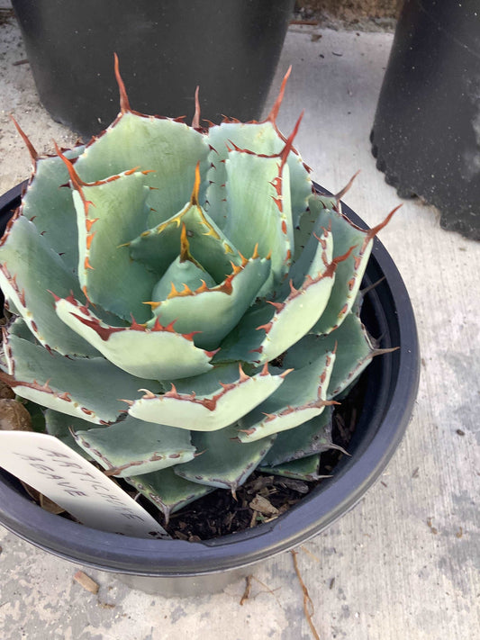 Artichoke Agave Agave Parryi Plant Healthy Harvesters