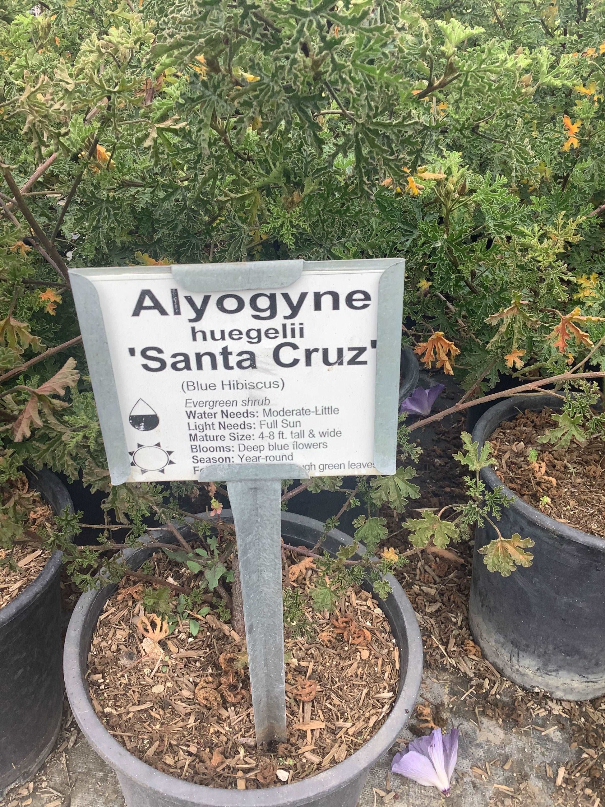 Blue Hibiscus Santa Cruz Alyogyne huegelii Plant One Gallon Healthy Harvesters