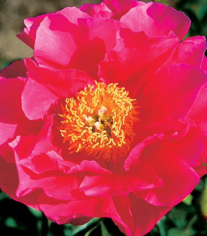 Paula Fay Peony