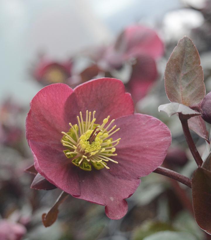 Anna's Red Lenten Rose