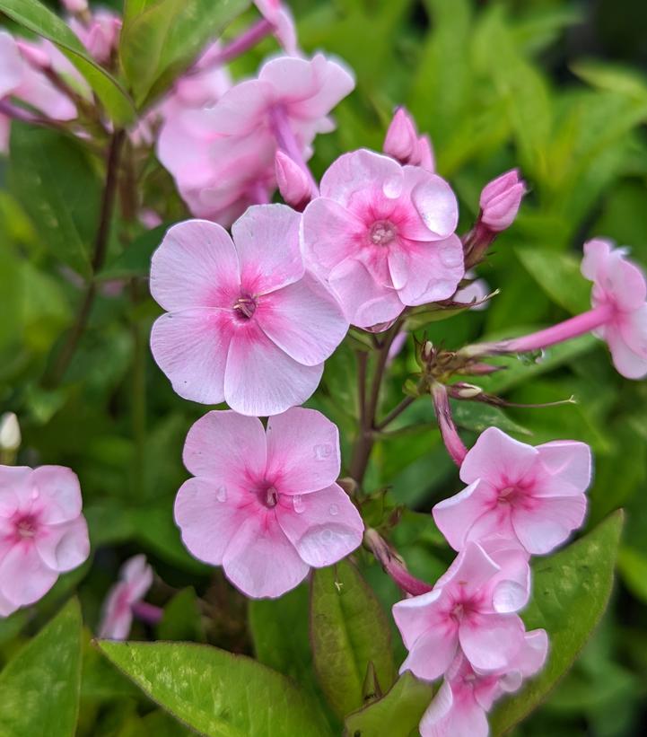 Volcano® Soft Pink with Dark Eye Garden Phlox