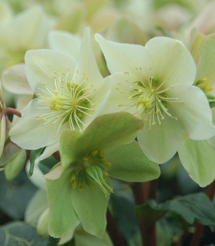 Gold Collection® Champion Helleborus