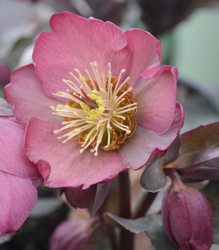 Pippa's Purple Lenten Rose