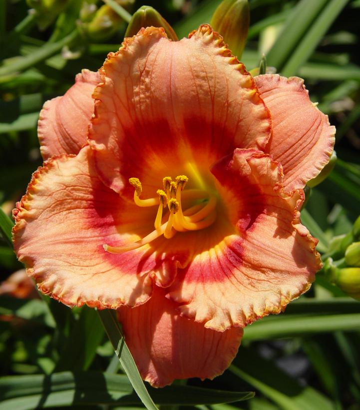 Strawberry Candy Daylily