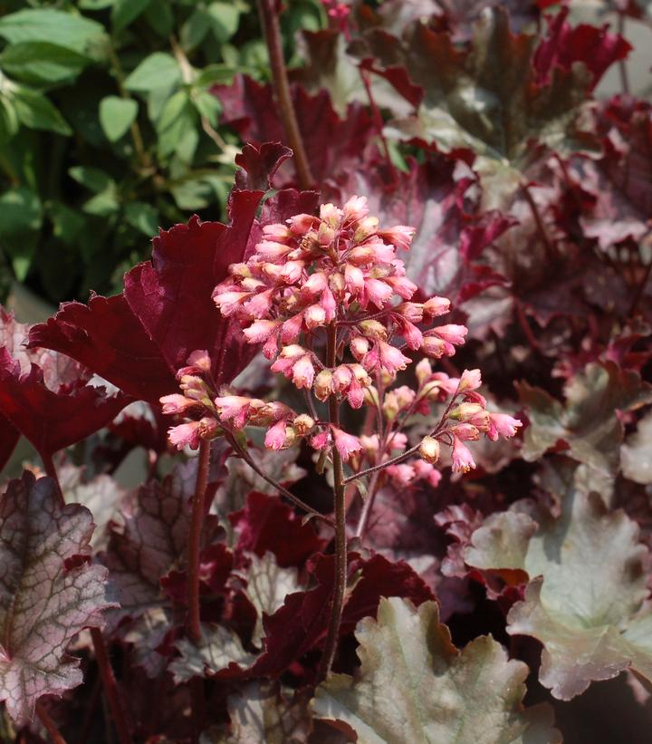 Plum Pudding Coral Bells