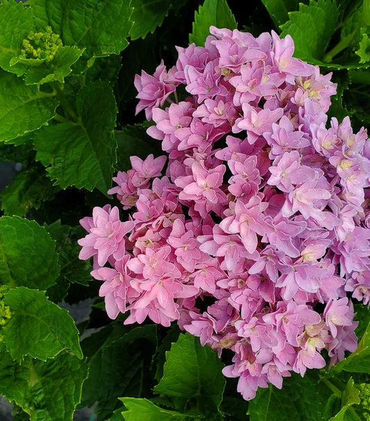 Starfield Bigleaf Hydrangea